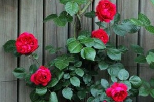 roses climbing on the fence