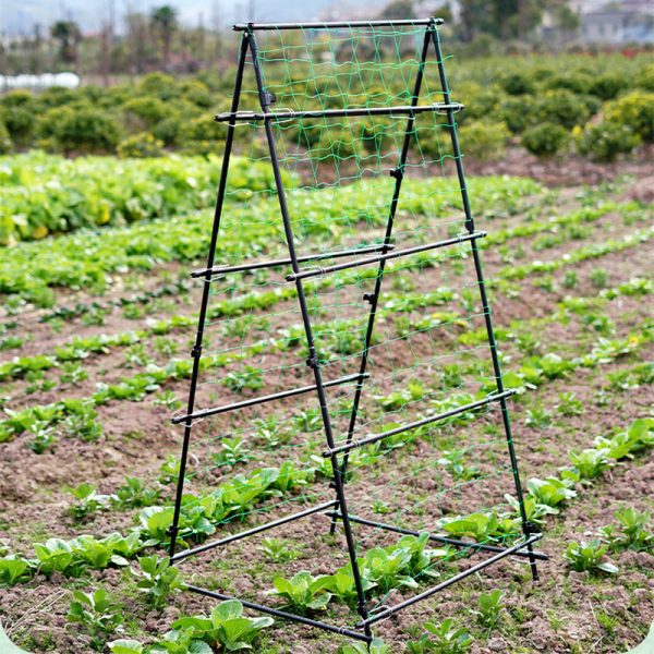 A frame garden climbing plant trellis for cucumber grow