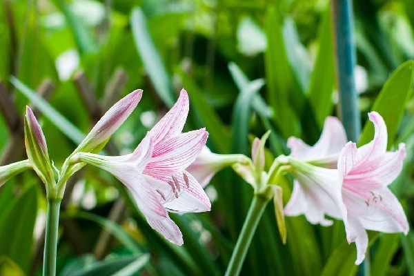 amaryllis flower