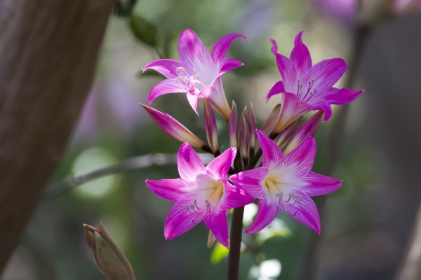 amaryllis with purple flower