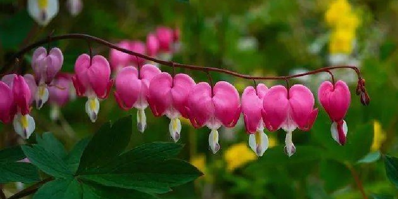 Bleeding Heart