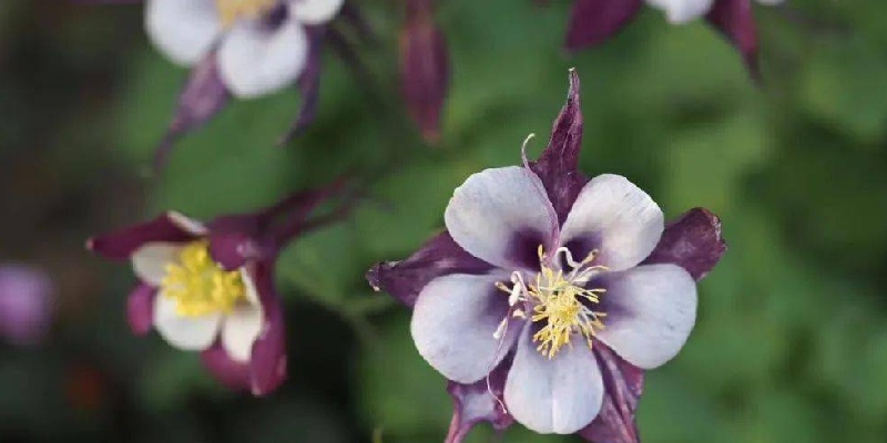 Columbine