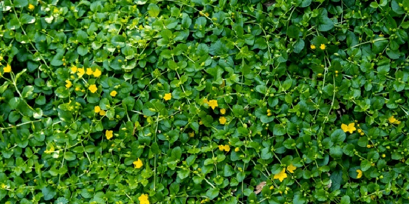 Creeping Jenny