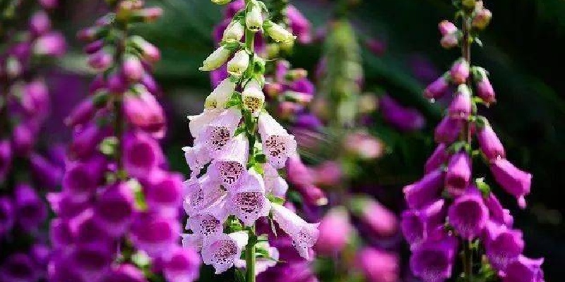 Foxglove