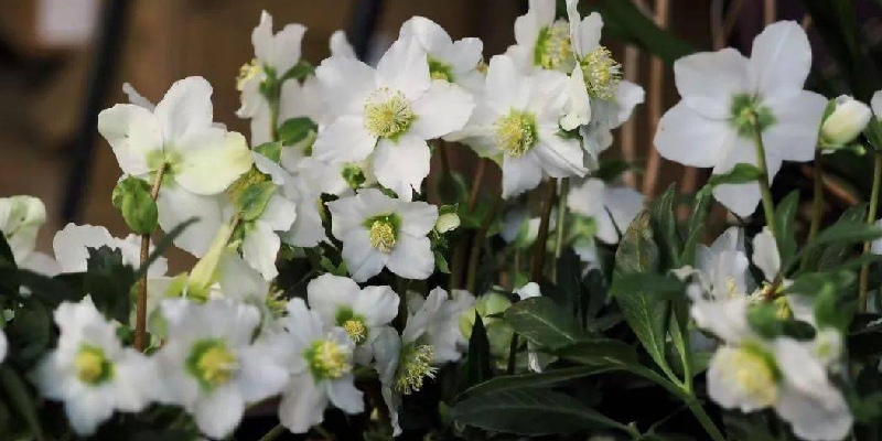 Hellebores