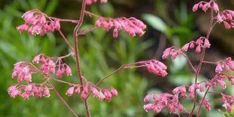 Heuchera spp