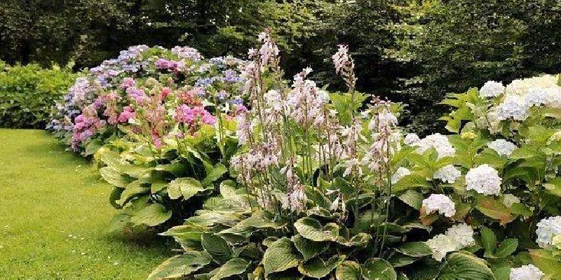 Hosta