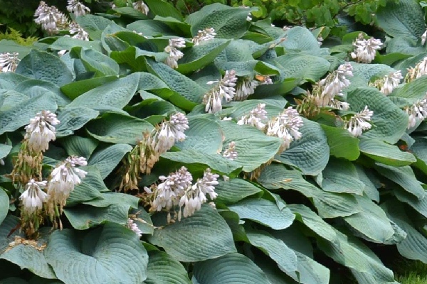 hosta