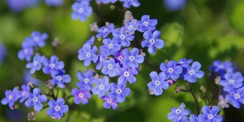 Siberian Bugloss