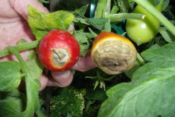 blossom end rot in tomato