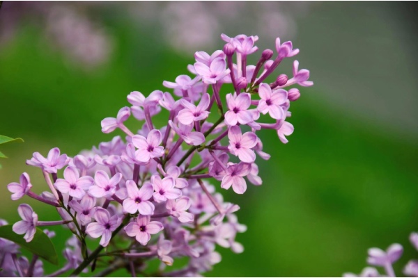 pink lilac