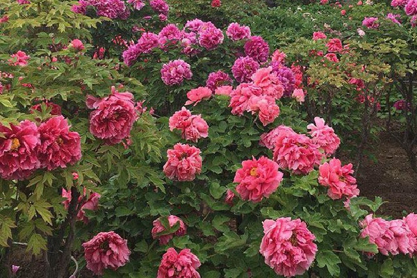 various peonies