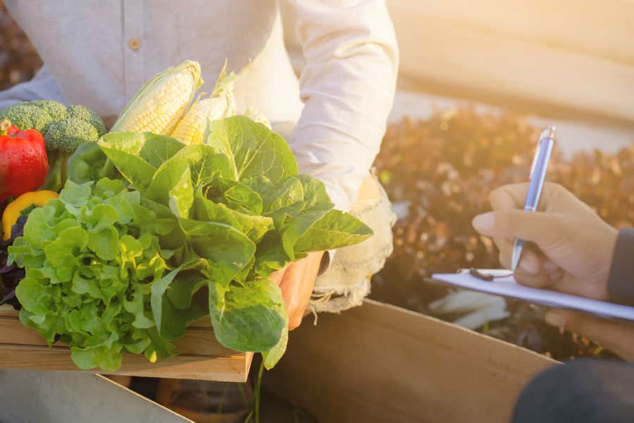 zejingarden.com_Bountiful Harvest Awaits: Essential Tools for Vegetable Gardeners