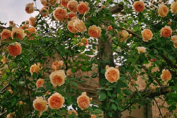 climbing roses