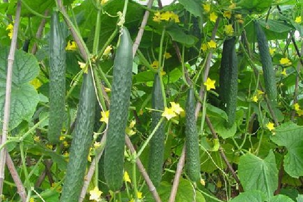 cucumber harvest