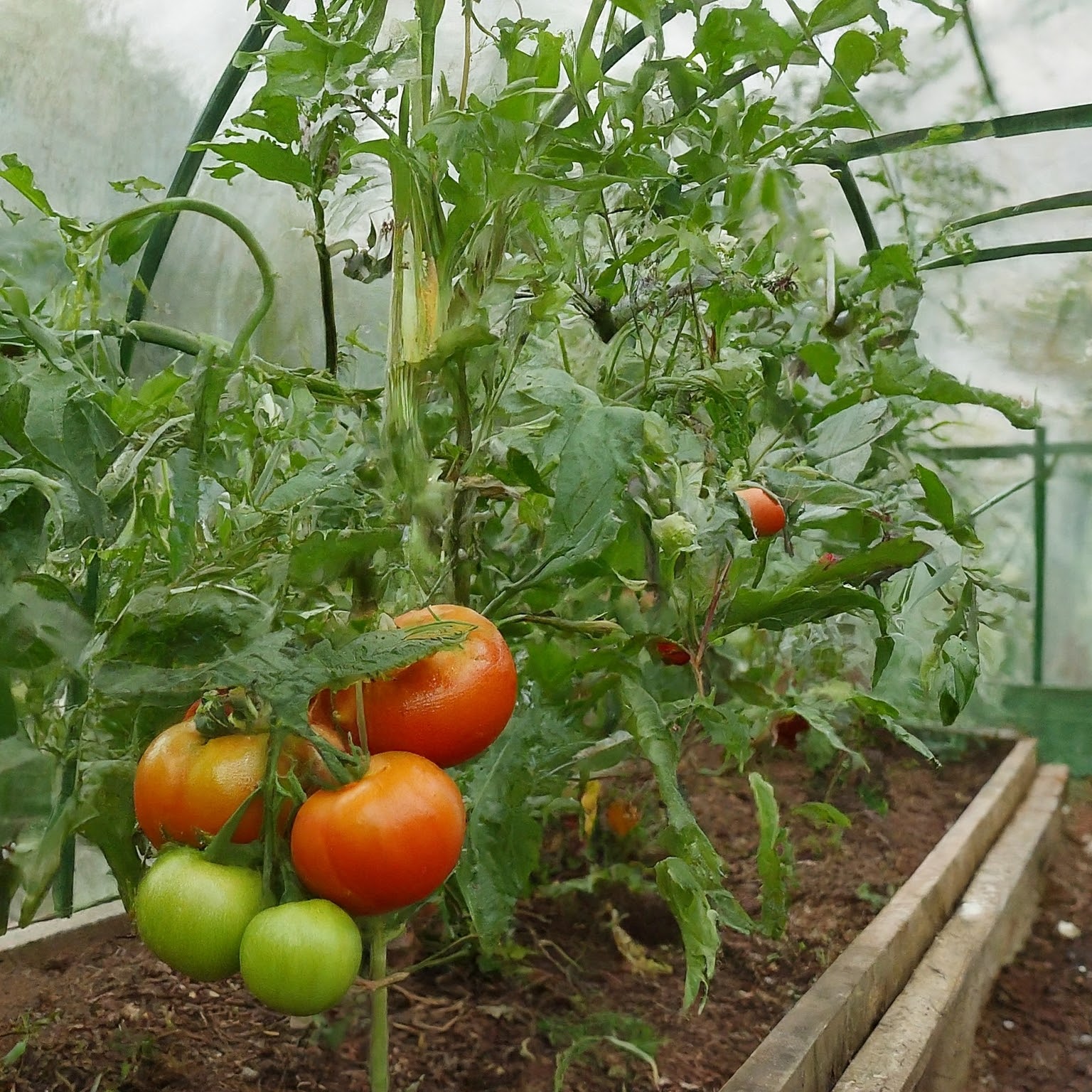 tomatoes grow in the garden portable greenhouse