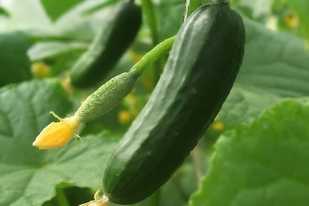 Tips for Planting Cucumbers