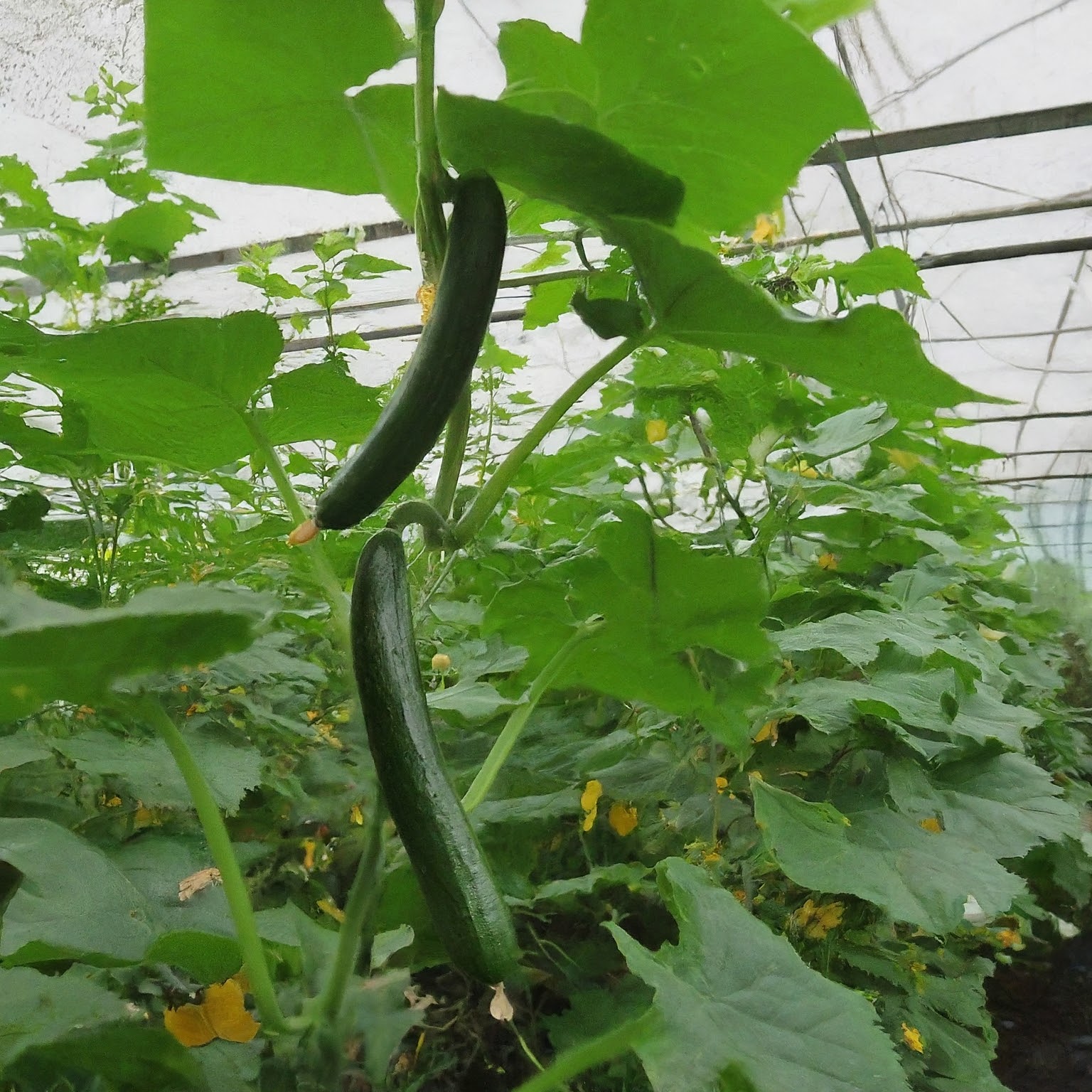 growing cucumber upon vegetable trellis