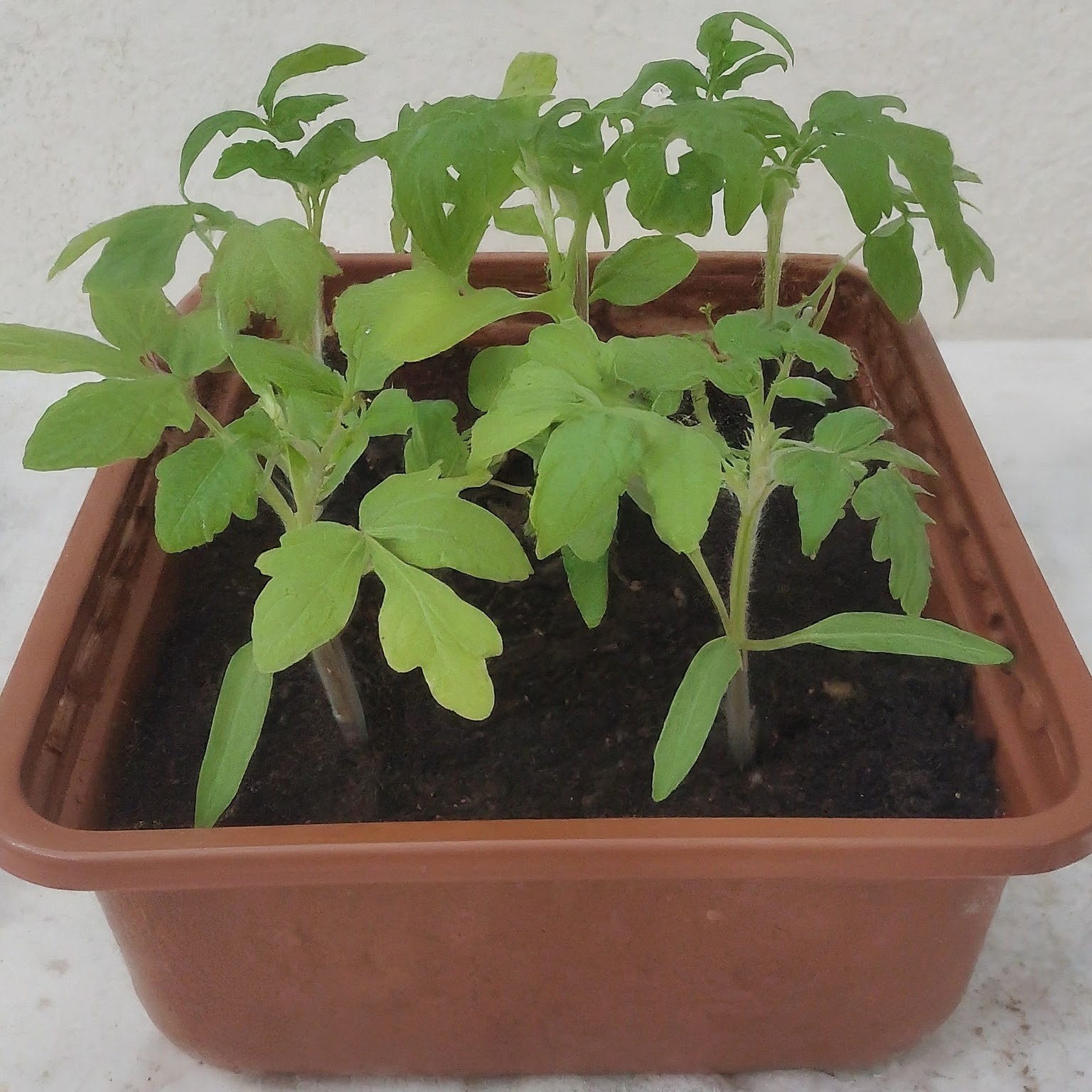 tomato seeding in container