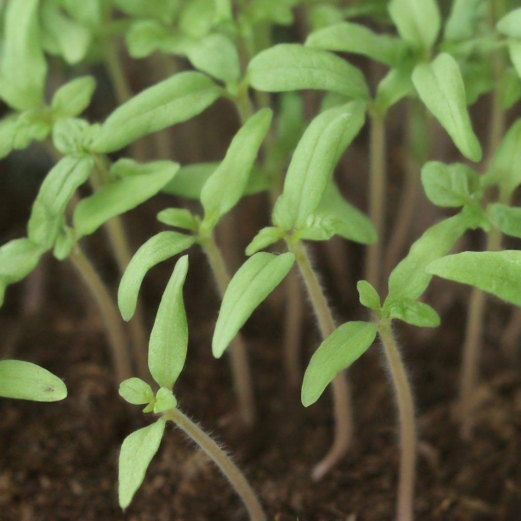 tomato seeds sprout