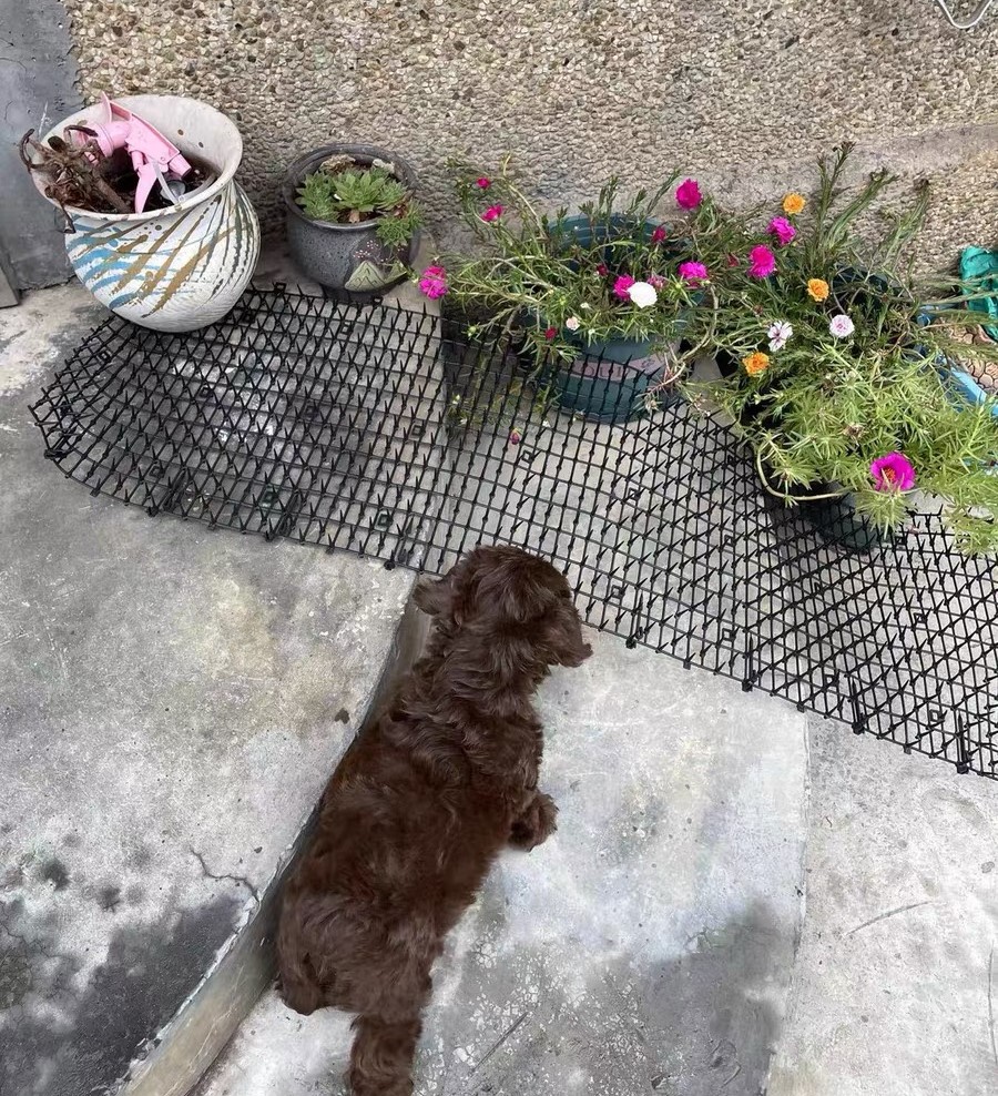 a puppy stand by cat scat mat