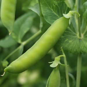 garden pea planting